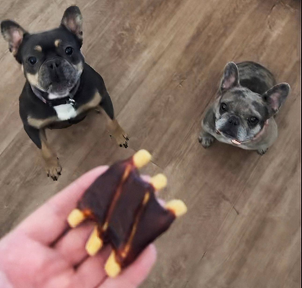 Chewy Rib for Pets
