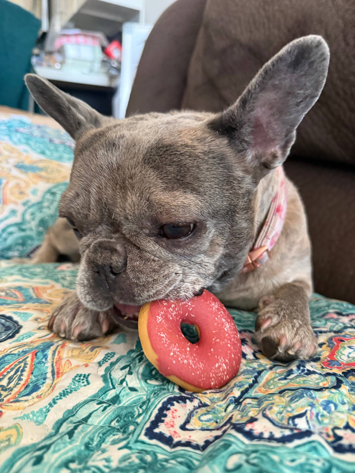 Frosted Donut for Pets