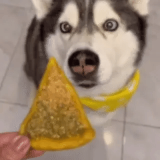 Pizza Slice for Pets