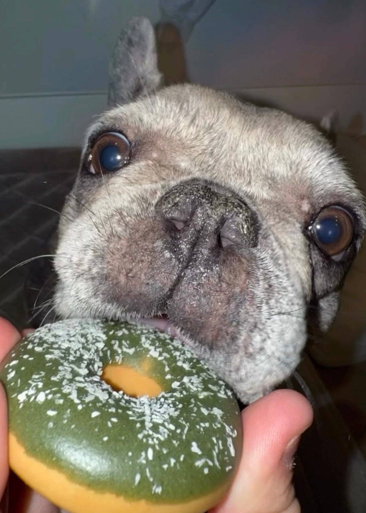 Frosted Donut for Pets