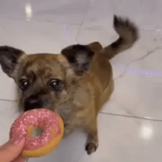 Frosted Donut for Pets